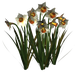 Цветы в PNG