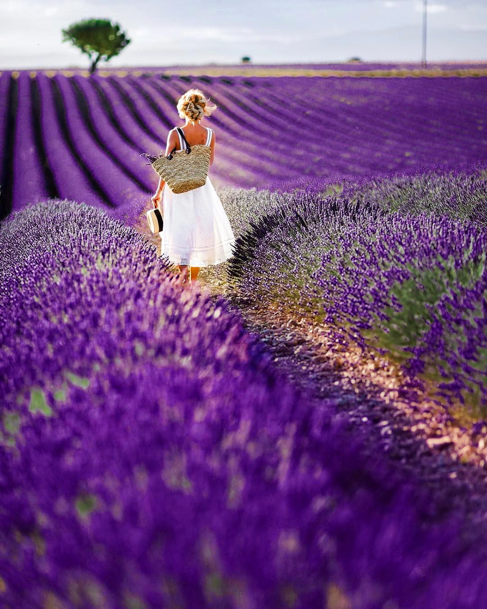 Champs de Lavande en Provence/ Лавандовые поля Прованса