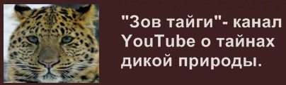 Тайны дикой природы презентация