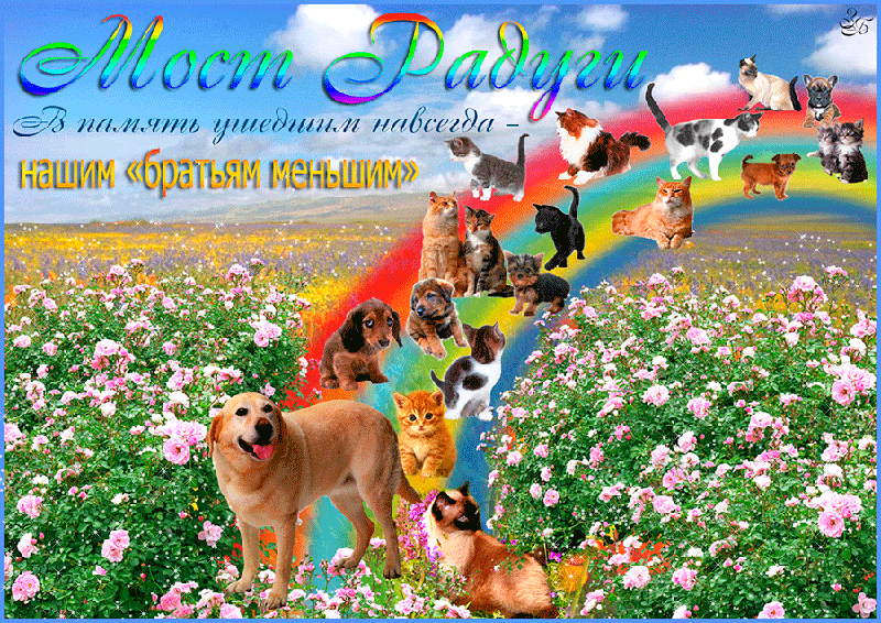 Радуга для животных картинки